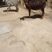 یک‌عدد‌بز‌و‌بزغاله