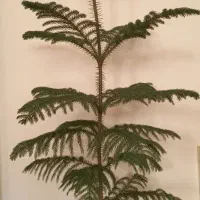 سلام کاج مطبق یک متری سالم وسر حال|گل و گیاه طبیعی|کاشان, شهرک خاتم الانبیا (مسکن ملی کاشان)|دیوار