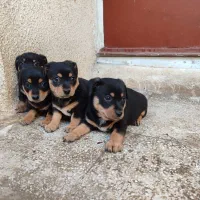 سگ پینچر دوبرمن مینیاتوری|سگ|کرمانشاه, |دیوار