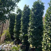 درختچه یاس هلندی قیچی خورده ، گیاه فضای سبز بیرونی|گل و گیاه طبیعی|تهران, مجیدآباد|دیوار