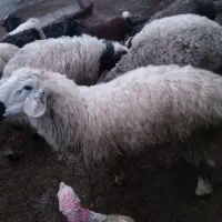 بره نر|حیوانات مزرعه|سربیشه, |دیوار