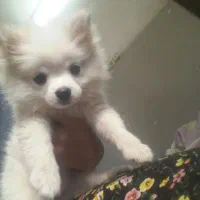 پامرین دوسر خرسی