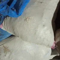 جو دولتی
