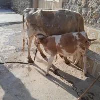 گاو گوساله