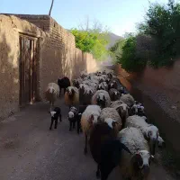 میش و بره