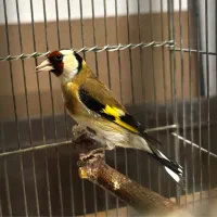 سهره|پرنده|قزوین, |دیوار