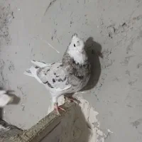 فروش کبوتر همه پرشی|پرنده|سراب, |دیوار