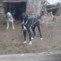 واگذاری توله میکس نر و ماده