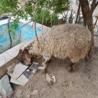 بره ماده رومانوف
