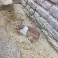 خرگوش طلایی ،چشم عسلی، چشم قرمز ابست|موش و خرگوش|زابل, |دیوار