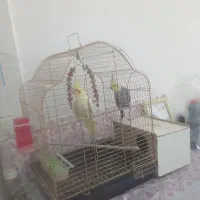 سه عدد عروس هلندی با یک گرینجیک