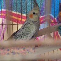 پرنده عروس هلندی