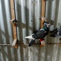 کفتر وبوم|پرنده|مشهد, نوید|دیوار