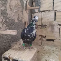 سوسکی ساده کویتی|پرنده|مه ولات, |دیوار