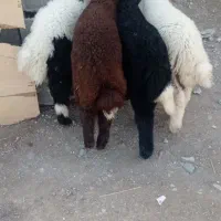 بره نر|حیوانات مزرعه|اهواز, منازل کارون|دیوار