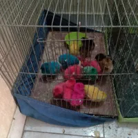 فروش جوجه رسمی و رنگی