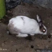 دو عدد خرگوش گمشده|موش و خرگوش|بیرجند, |دیوار