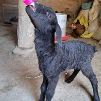 بره شیری