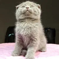 بچه گربه اسکاتیش نر|گربه|تهران, تهرانسر مرکزی|دیوار