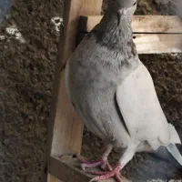 سینه کله بزک سینه سفید پاکستانی|پرنده|شیراز, کوشک میدان|دیوار