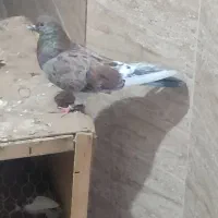 کبوتر پرشی