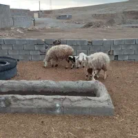 فروش دو میش دورگ شیرازی