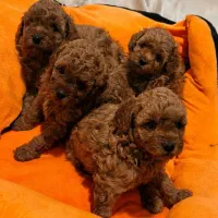 تاینی-توی پودل