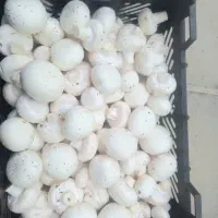 پخش قارچ تازه