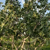 زمین گشاورزی آبی