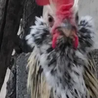 خروس رسمی نژاد اصیل