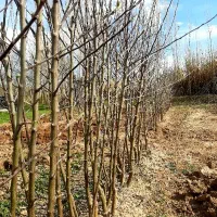 ۵۶سیب فرانسه