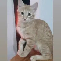 گربه گم شده|حیوانات|پرند, فاز ۵|دیوار