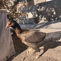 مرغ لاری|حیوانات مزرعه|تربت‌حیدریه, بی بی حسنیه|دیوار