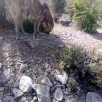 سگ گکه