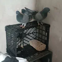 سبز|پرنده|فاضل آباد, |دیوار