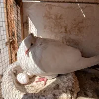 یه جفت زاغ|پرنده|مسجد سلیمان, |دیوار