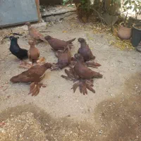 کبوتر سرخ و زرد پاپر زینتی تبریزی زاغ آبادانی|پرنده|اسلامشهر, شهرک واوان|دیوار