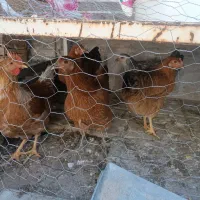 مرغ و خروس