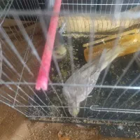 یک جفت عروس هلندی سیامون ماده دستی با جوجه|پرنده|مشهد, هفده شهریور|دیوار