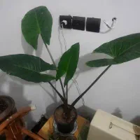 گل بابا آدم