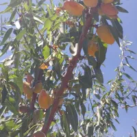 فروش باغ فوری