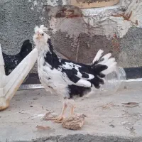 تخم مرغ گلین