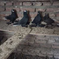 کبوتر الوان|پرنده|تبریز, |دیوار