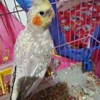 عروس هلندی|پرنده|اصفهان, کلمه خوران|دیوار