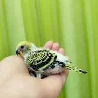 جوجه مرغ عشق دستی و بازیگوش|پرنده|نیشابور, شهرک اندیشه|دیوار