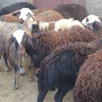 بره ماده|حیوانات مزرعه|فیروزآباد (لرستان), |دیوار