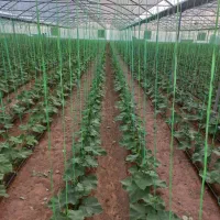 گلخانه ۳۶۰۰ متر ماهان