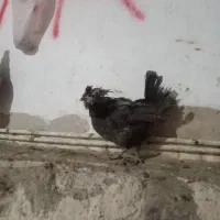 یک عددمرغ طوسی گلین چهل تاج