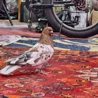 کبوترکله ای شوتری درشت مست|پرنده|خورموج, |دیوار