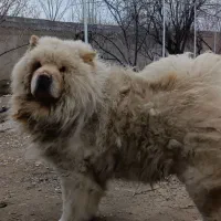 سگ چاوچاو|سگ|باسمنج, |دیوار